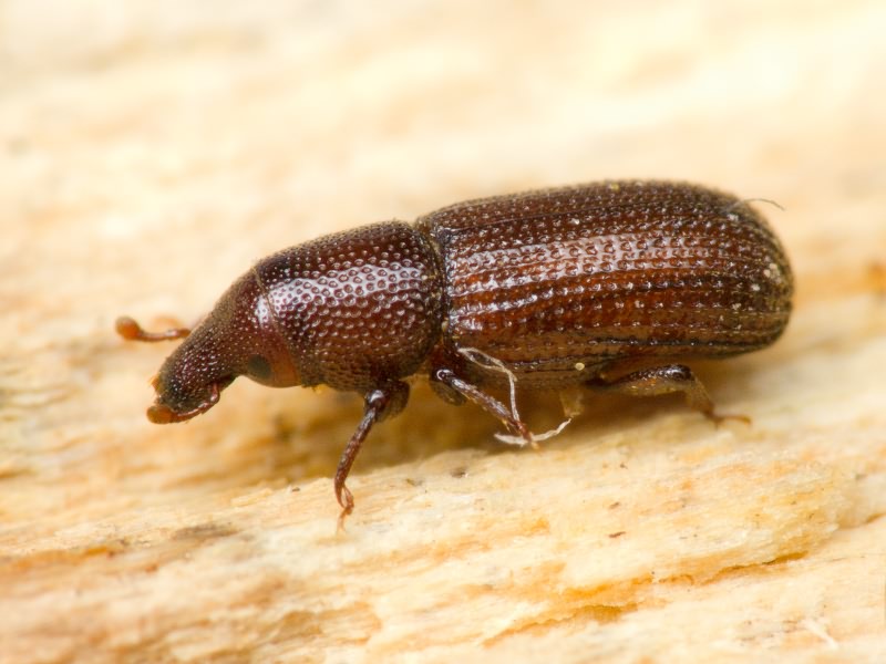 Stereocorynes truncorum (Germar, 1824)